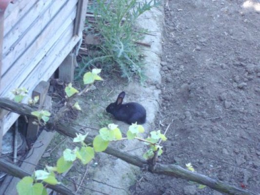Locuitorii din Valu se pregătesc pentru sărbători, cu decoruri vii